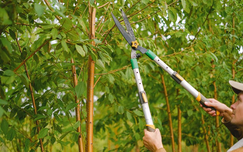 Tree trimming in Whitestown, IN